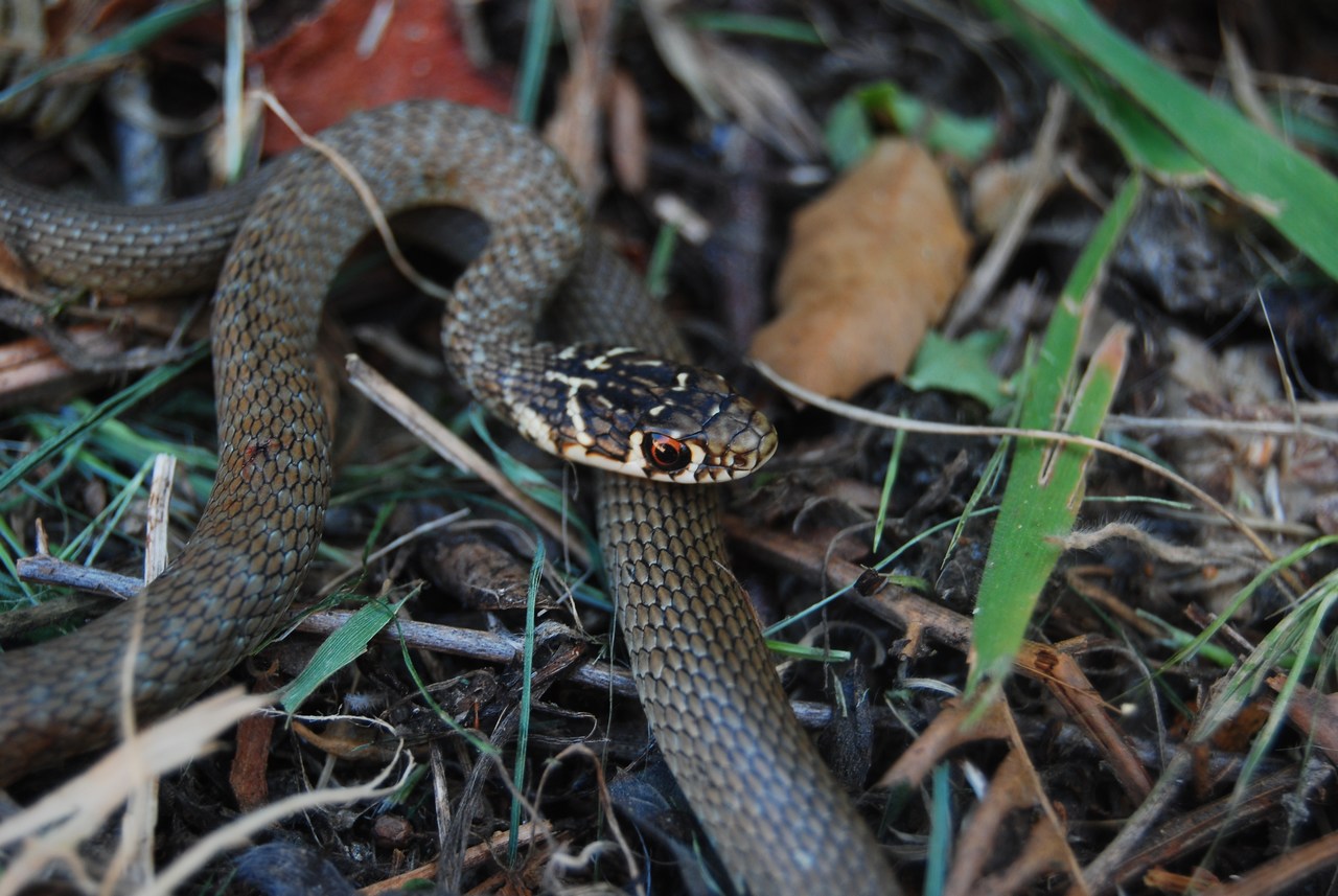 Hierophis viridiflavus